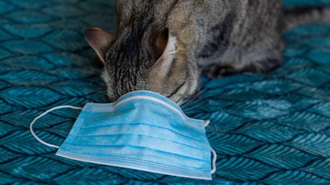 Cat investigating a surgical mask